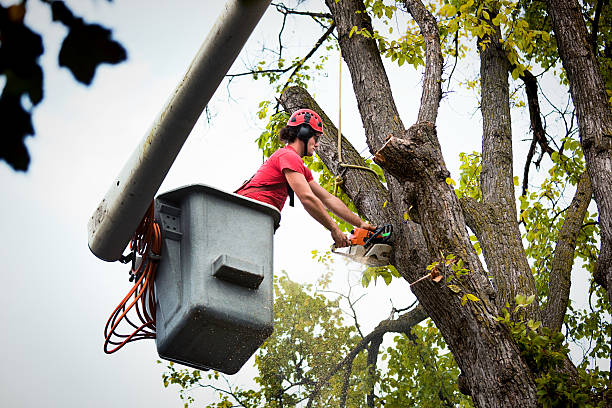 Best Tree Stump Removal  in USA